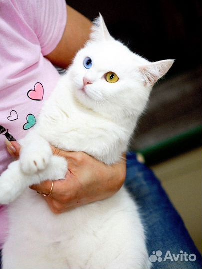 Белая, красивая кошечка метис в добрые руки