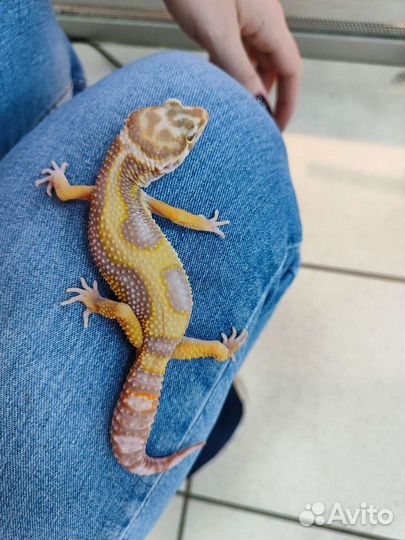 Эублефар пятнистый Eublepharis macularius