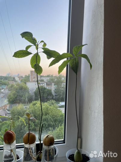 Дерево авокадо