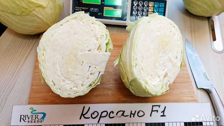 Семена капусты