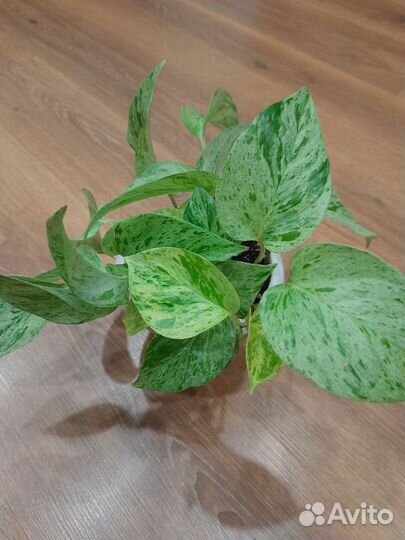 Сциндапсус marble Queen