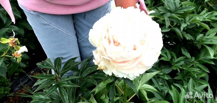 Пион Соланж