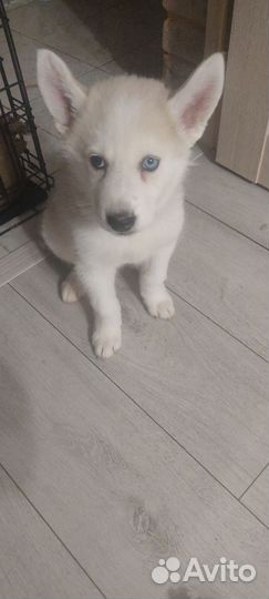 Щенок хаски