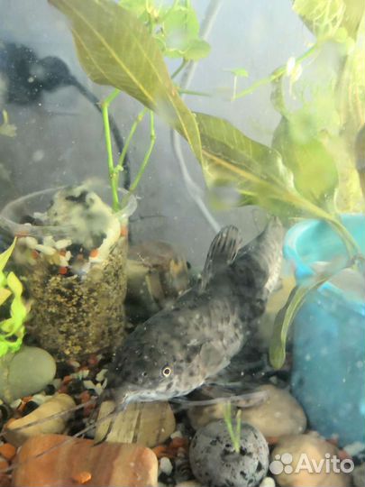 Сомики торакатум