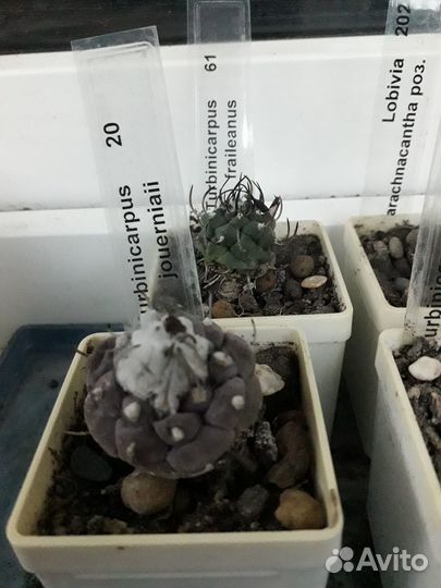 Кактусы