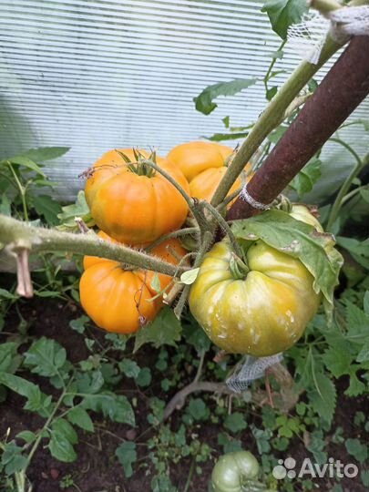 Рассада помидор