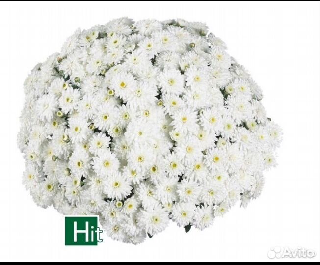 Хризантемы мультифлора