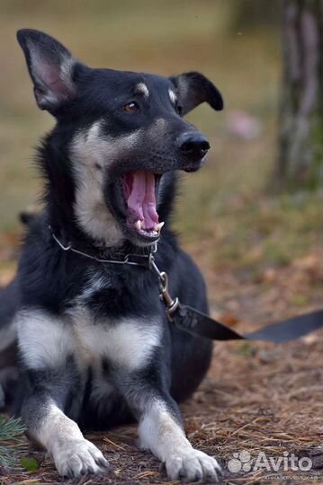 Компанейский Джек в вашем доме