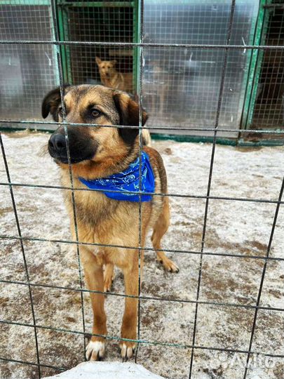 Бурбон ищет родителей