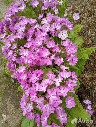 Многолетние цветы и кустарники, разные, много