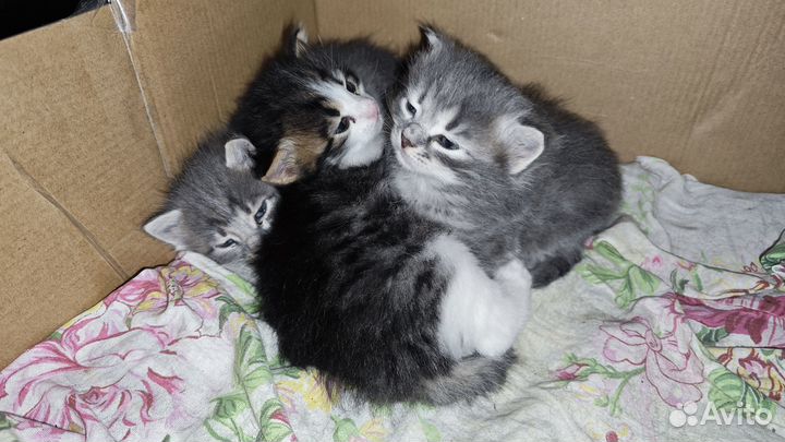 Котята в добрые руки