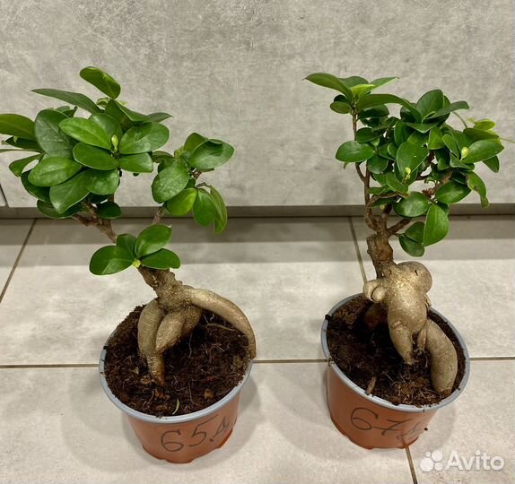 Фикус микрокарпа гинсенг