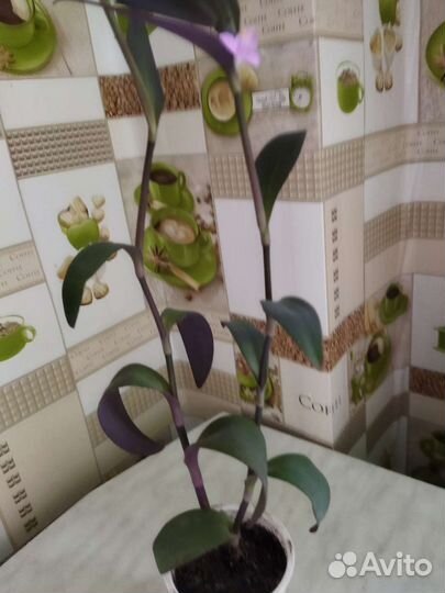 Традисканция фиолетовая