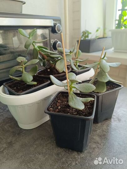 Толстянка (красула) Денежное дерево