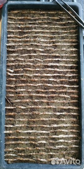 Семена Катальпы