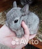 Декоративные кролики мини