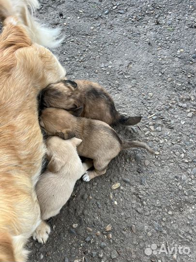 Щенки дворняжки