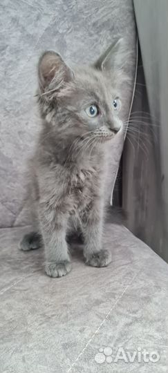 Кошка в дар