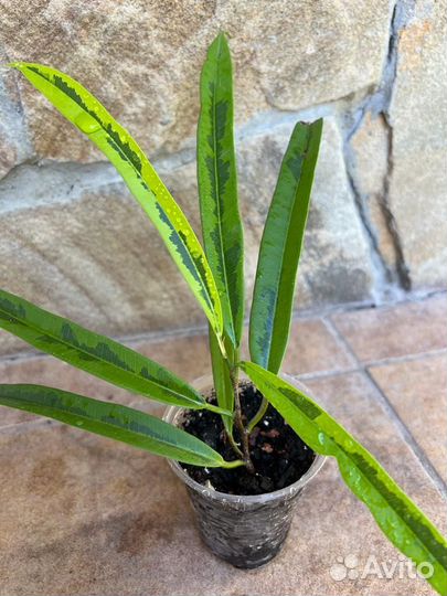 Фикус али амстел голд