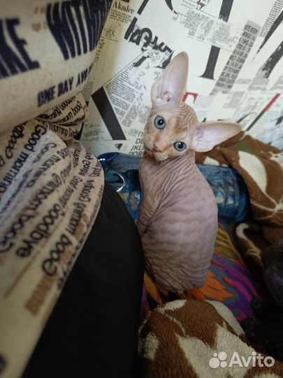 Канадский сфинкс