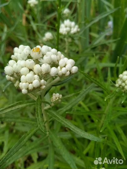 Анафалис жемчужный