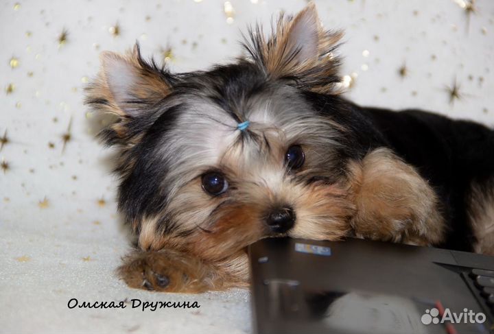 Йорк омск. Взрослые йорки 2,700. Йорк омск. Йорк омск. Йошкар олинский терьер.