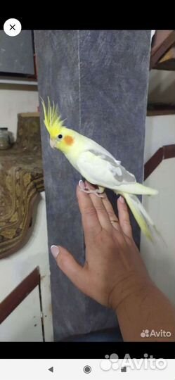 Попугай корелла