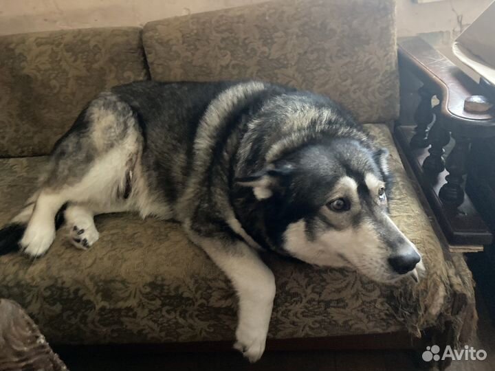 Собака в добрые руки