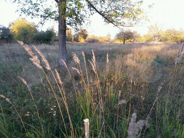 Участок 15 сот. (ИЖС)