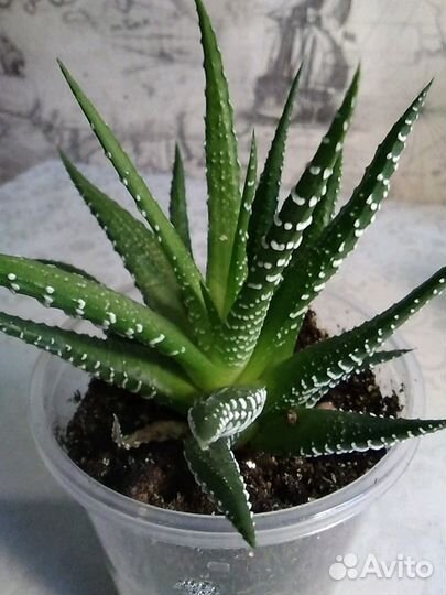 Хавортия полосатая