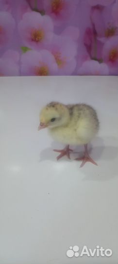 Индюшата суточные