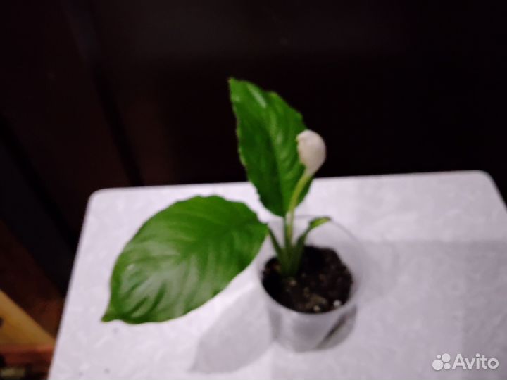 Домашние растения