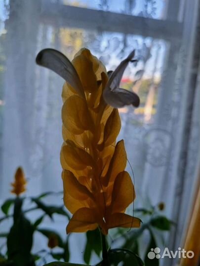 Пахистахис