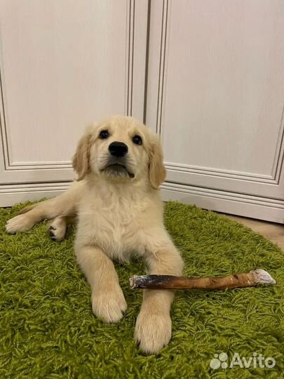 Собачье лакомство. Без химии