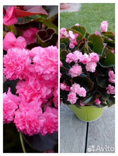 Бегония вечноцветущая махровая