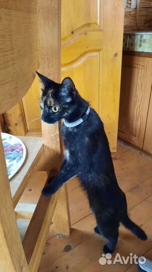 Кошка в дар