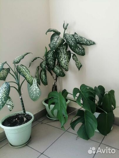 Монстера и дефинбахия