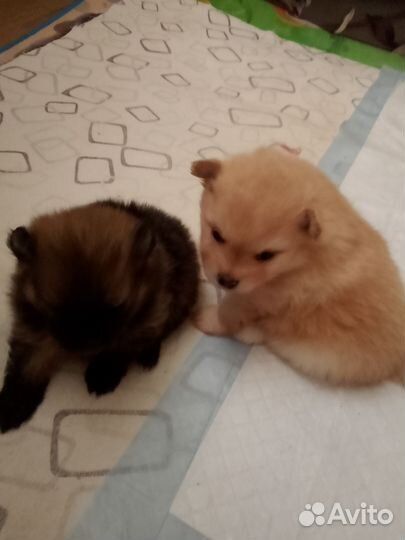 Щенки шпица