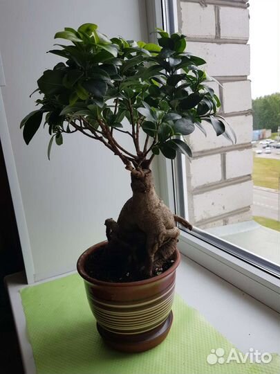 Фикус микрокарпа