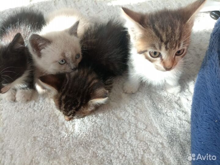 Котята