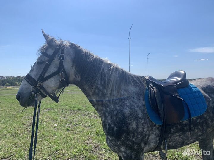 Орловская кобыла