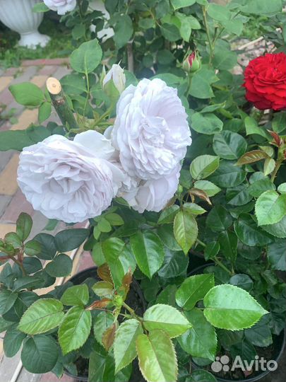 Розы в горшках оптом