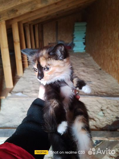 Домашние животные котята