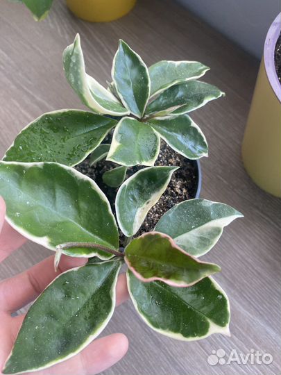 Комнатные растения