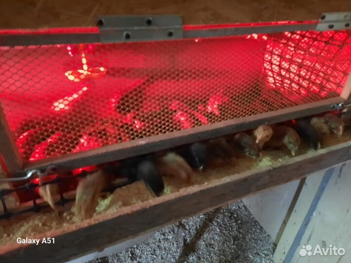 Цыплята несушки подрощенные