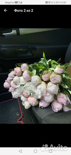 Пионы срезка