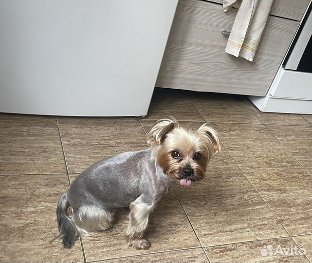 Вязка йоркширский терьер