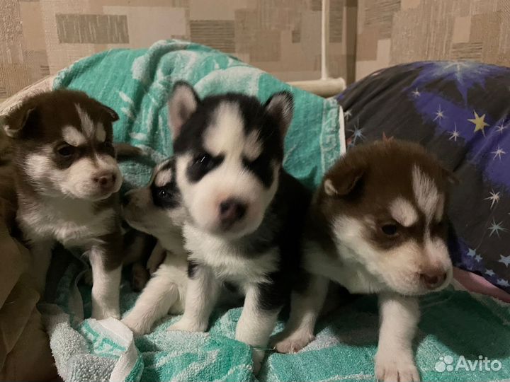 Щенки сибирской хаски