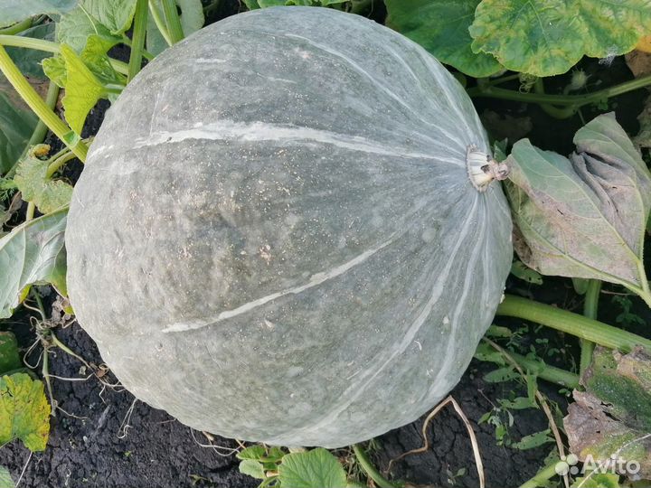 Продам тыкву