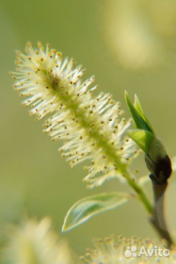 Макролинза Fujimi 67 мм close UP +10